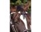 BAREFOOT headstall Oaktlet with genuine rawhide VB/WB