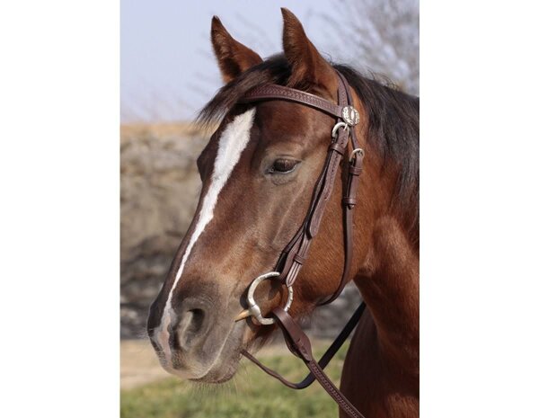BAREFOOT headstall punched natural