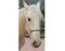 BROCKAMP Horse Man knotted halter white blue pony