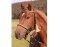 BAREFOOT Seneca Headstall or Knotted Halter WB/Full 2