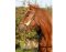 BAREFOOT Seneca Headstall or Knotted Halter WB/Full 2