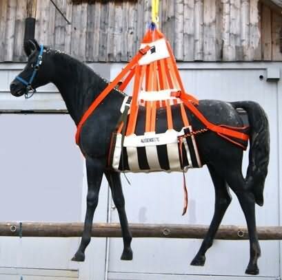 Lifting harness and recovery harness for horses and cattle