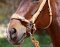 BAREFOOT Noseband medium black