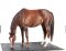 HIT horse bed Comfort 2.0 - 1.80 m x 2.40 m incl. freight within Germany