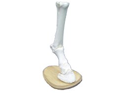 Skeleton Horse-bone