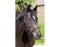 BAREFOOT Contour Physio Headstall Pony brown