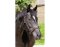 BAREFOOT Contour Physio Headstall Pony black