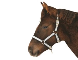 KERBL Exclusive foal halter / mini shetty halter 3-way adjustable blue