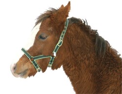 KERBL Exclusive foal halter / mini shetty halter 3-way adjustable green