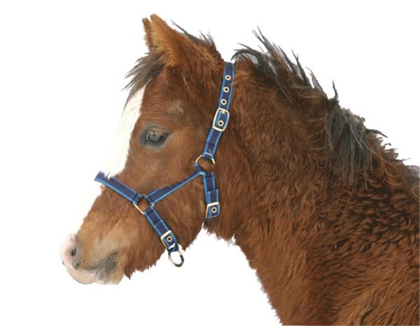 KERBL Exclusive foal halter / mini shetty halter 3-way adjustable silver