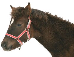 KERBL Exclusive foal halter / mini shetty halter 3-way adjustable silver