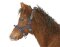 KERBL Exclusive foal halter / mini shetty halter 3-way adjustable silver