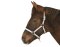 KERBL Exclusive foal halter / mini shetty halter 3-way adjustable silver