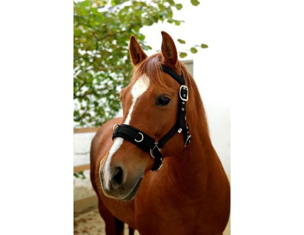 KERBL Lunging Halter / Cavesson Full