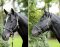 KERBL Halter Cordano with neck protector blue pony