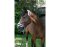 KERBL Halter Flauschi with Woven Fur Size 2 Thoroughbred Blue