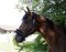 KERBL Halter Flauschi with Woven Fur Size 2 Thoroughbred Blue
