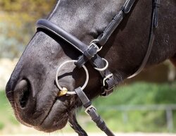 BAREFOOT Shape-It Noseband for Riding or Groundwork 1 black