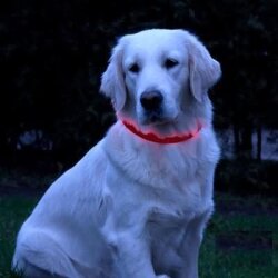 Lumidog Light Collar Red