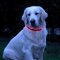 Lumidog Light Collar Red