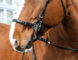 STARBRIDLE Shanks with Noseband and Chinstrap Cob Black
