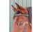 STARBRIDLE browband Shaped for headgear in 2 colors wider lined Cob black