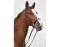 STARBRIDLE complete with headstall full oak brown