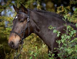Sidepull Syringa incl. reins orange Full