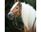 Sidepull Syringa incl. reins orange Full