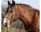Sidepull Syringa incl. reins orange Full