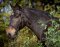 Sidepull Syringa incl. reins orange Full