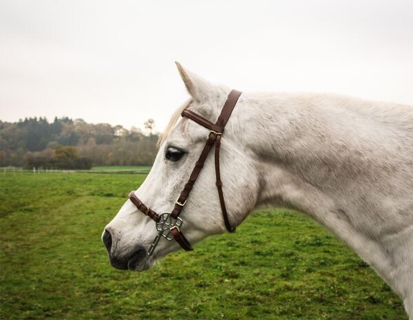 STARBRIDLE Edles Kopfzeug ohne Nasenstück pony braun