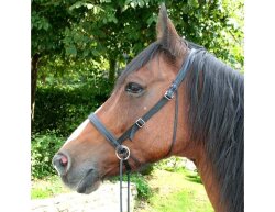 UBB Pro in biothane with only one noseband pony black