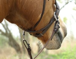 BAREFOOT Bitless Bridle Walnut (crossover function) VB/WB brown