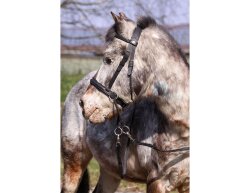 BAREFOOT Bitless Bridle Walnut (crossover function) Pony...