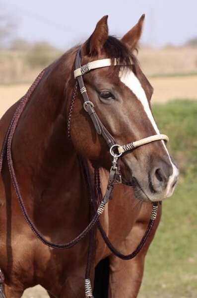 BAREFOOT Bitless Bridle ACORN Sidepull Barefoot