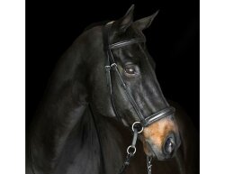 Bitless Bridle Dr. Cook - Leather padded