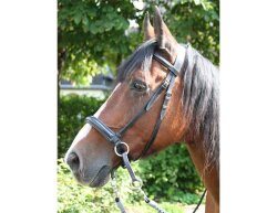 Bitless Bridle Dr. Cook - Leather padded