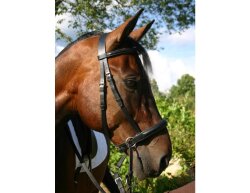 Bitless Bridle Dr. Cook - Leather padded