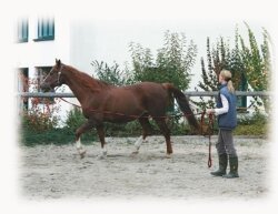 Lunge Softlonge violet