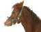 Nylon Foal / Mini-Shettland Head-Collar Exclusive