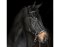 BITLESS BRIDLE Dr. R. Cook Premium cob brown