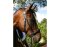 BITLESS BRIDLE Dr. R. Cook Premium cob brown