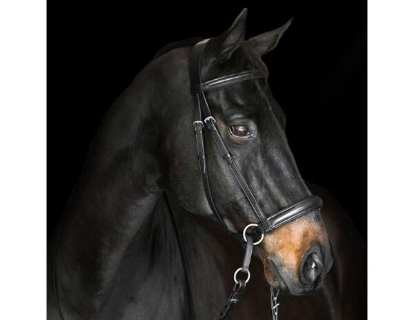 BITLESS BRIDLE Dr. R. Cook Premium cob noir