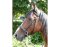 BITLESS BRIDLE Dr. R. Cook Premium schwarz WB (Full)