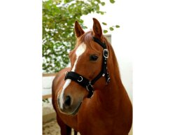 KERBL lunging halter / cavesson