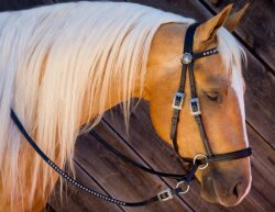BITLESS BRIDLE Western Deluxe with Antique Rivets Full (WB) black