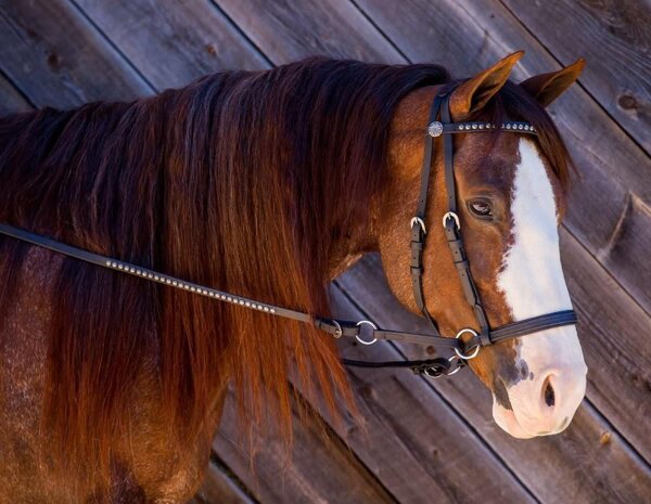 BITLESS BRIDLE Western Beta Deluxe black medium