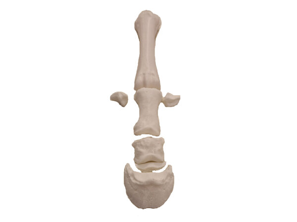 Bone set "horse foot"-3D printed plastic