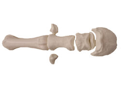 Bone set "horse foot"-3D printed plastic